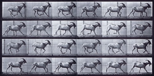 thumb_Plate_679_Goat_Galloping